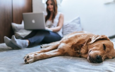 Leaving Your Pet in Your Will Won’t Protect Them – Do This Instead